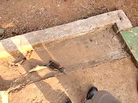 Ishan003 online show from 15, 2, 2026