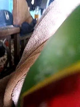 Snapshot of AssamSilchar93 chatting on 18, 12, 2024 AssamSilchar93 online show from 18, 12, 2024