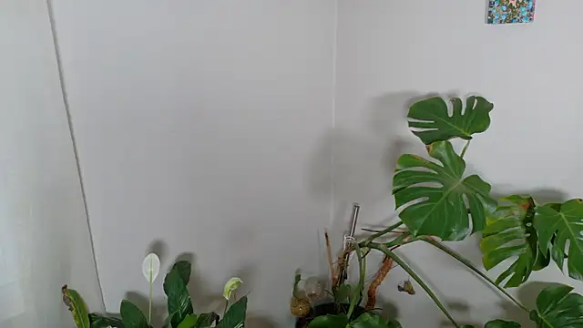 MistressKatie13xxx online show from 15, 1, 2026