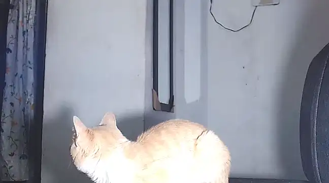 sofi doll77 online show from 1, 3, 2025