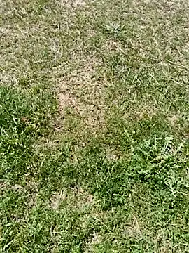 Gururonny07 online show from 6, 3, 2025