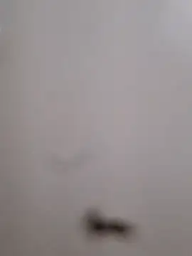 Snapshot of BriannaVincent chatting on 13, 9, 2025 BriannaVincent online show from 13, 9, 2025