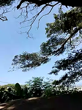 Chocolate factory man online show from 18, 1, 2025