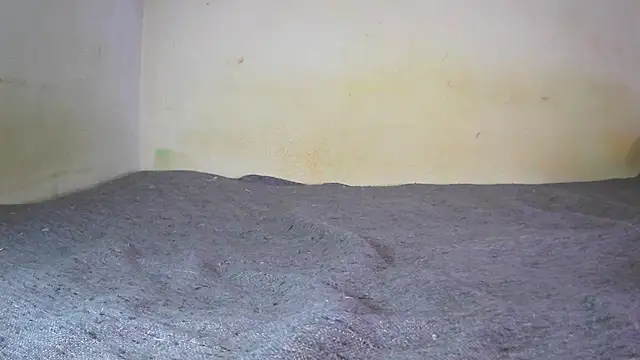 fern tlk online show from 24, 12, 2024