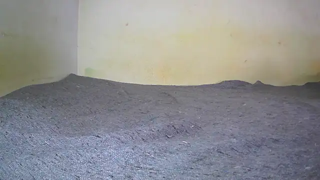 fern tlk online show from 1, 2, 2025