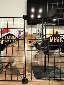 Snapshot of kensnb chatting on 9, 3, 2026 kensnb online show from 9, 3, 2026