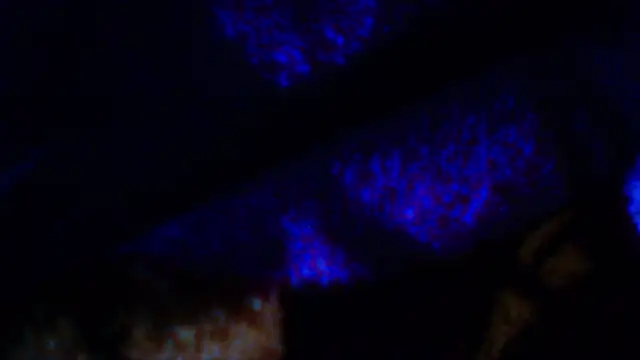 penesillo79 online show from 18, 12, 2025