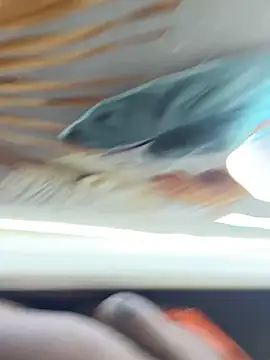 BigBossaNova69 online show from 8, 10, 2025