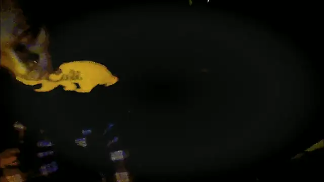 Pressure69mee online show from 12, 3, 2025