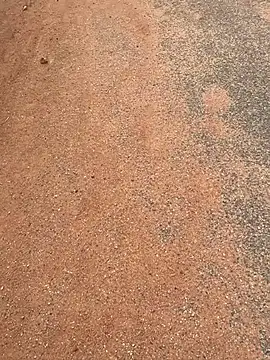 Black mamba madingo online show from 20, 3, 2025