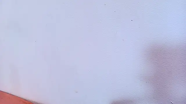 Amy wats0n online show from 12, 3, 2025