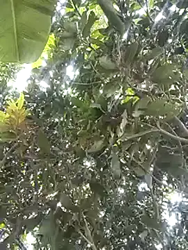 Snapshot of desicockblack chatting on 2, 1, 2025 desicockblack online show from 2, 1, 2025