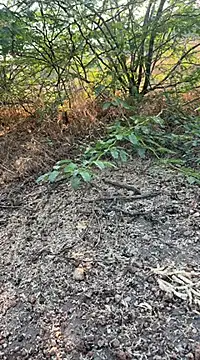 tamil000000 online show from 10, 3, 2025