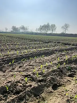 poision51 online show from 8, 3, 2025