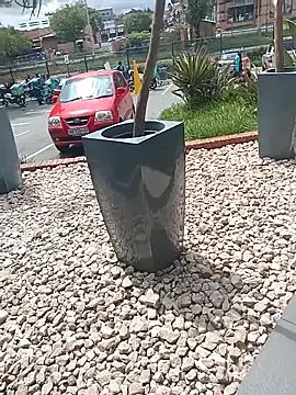 Snapshot of Lexwelll chatting on 16, 3, 2025 Lexwelll online show from 16, 3, 2025