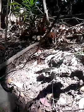 Snapshot of subaru8291 chatting on 5, 11, 2025 subaru8291 online show from 5, 11, 2025