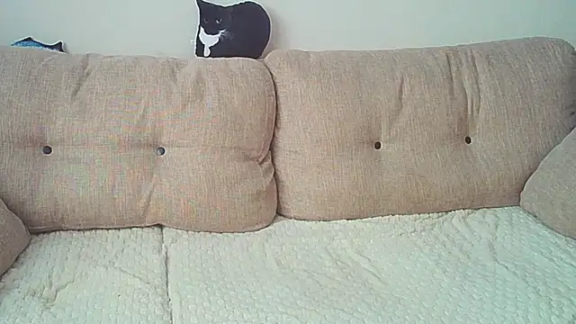 Ostin meow online show from 26, 12, 2024