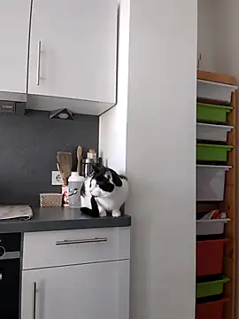 TerrasWildlife online show from 22, 3, 2025