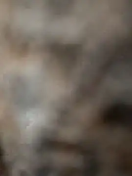 mksharma-mastlund online show from 24, 1, 2025