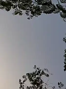 Snapshot of Whitehouse01 chatting on 29, 12, 2024 Whitehouse01 online show from 29, 12, 2024