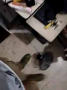 Snapshot of alejo5288 chatting on 8, 11, 2025 alejo5288 online show from 8, 11, 2025