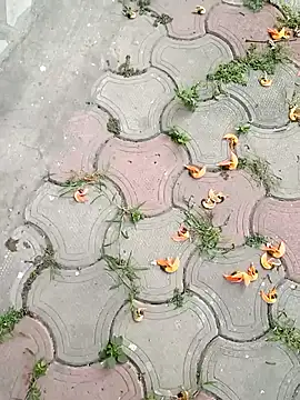 Raj41 online show from 2, 3, 2025