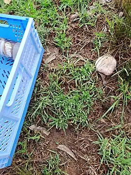 Snapshot of RichardHard_1 chatting on 17, 1, 2026 RichardHard 1 online show from 17, 1, 2026