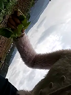 hebe-02 online show from 26, 10, 2025