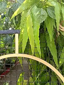 bairobunde online show from 17, 4, 2026