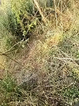 himvilohi08 online show from 11, 2, 2026