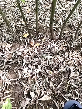 JAZZYS8 online show from 1, 10, 2025