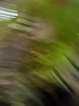 Pichoneterno online show from 8, 3, 2026