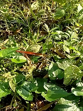 Rajat129 online show from 17, 1, 2026