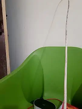 AnkitaDevi online show from 19, 1, 2026