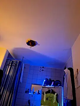 Snapshot of a7ex chatting on 15, 12, 2024 a7ex online show from 15, 12, 2024