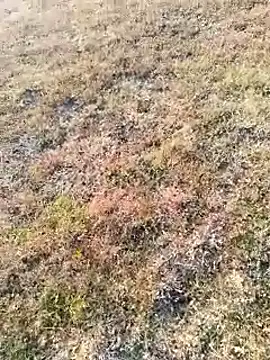 Snapshot of coocon2020 chatting on 16, 11, 2025 coocon2020 online show from 16, 11, 2025