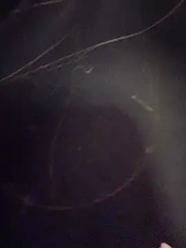 Natalia vidal online show from 6, 11, 2025