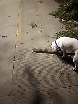 Frank0021 online show from 14, 12, 2025