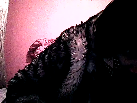 shemale fantasyXX online show from 27, 6, 2026