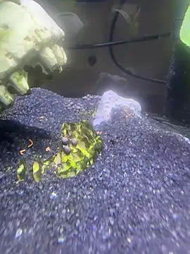 saumon3022 online show from 8, 2, 2026