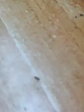 Markroco696 online show from 16, 10, 2025