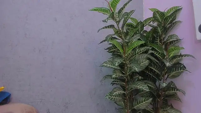 Snapshot of scarlett646 chatting on 29, 11, 2025 scarlett646 online show from 29, 11, 2025