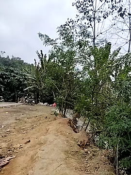 Tin tanny online show from 6, 2, 2026