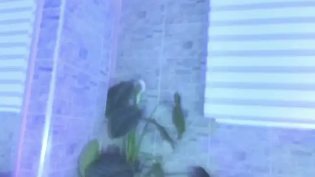 SophiaBloss online show from 22, 11, 2025