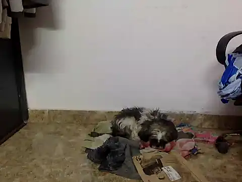 suzen night online show from 16, 1, 2026