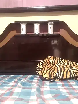 Snapshot of Cachorrinha2025 chatting on 13, 11, 2025 Cachorrinha2025 online show from 13, 11, 2025