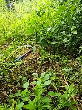 telugumodda4396 online show from 19, 10, 2025