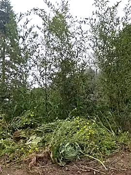 miomio-12 online show from 25, 3, 2026