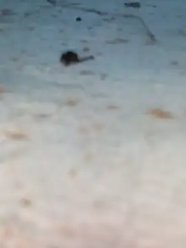 Snapshot of Ut_kanchna chatting on 26, 10, 2025 Ut kanchna online show from 26, 10, 2025