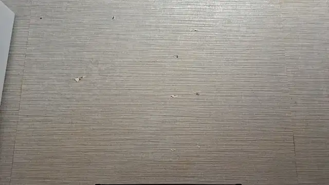 AstraVale online show from 3, 11, 2025